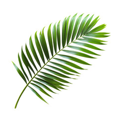 Obraz premium Tropical palm leaf isolated botanical high resolution transparent png photo