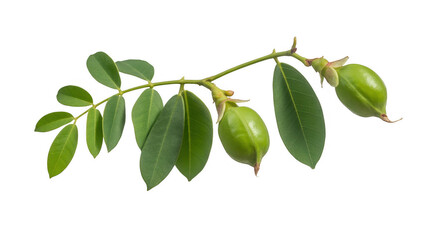 Green leaves and seed pods on a branch plant nature isolated on a transparent background