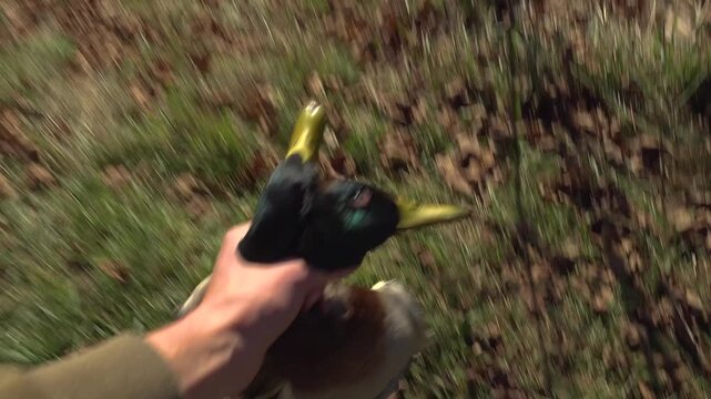 A person picks up two dead male Mallard Ducks and shows them to the camera in a sunny field during Fall.