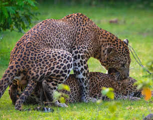 Two leopards mating in a forest in sri lanka with green background, male leopard is biting the neck of the female leopard during the mating session © omindu