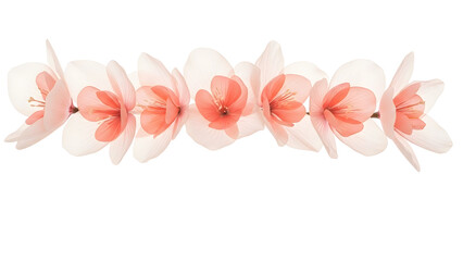 A delicate row of peach blossom flowers perfect for spring designs on transparent background
