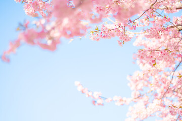 青空に映える満開の桜 春の背景  © Fruitshine