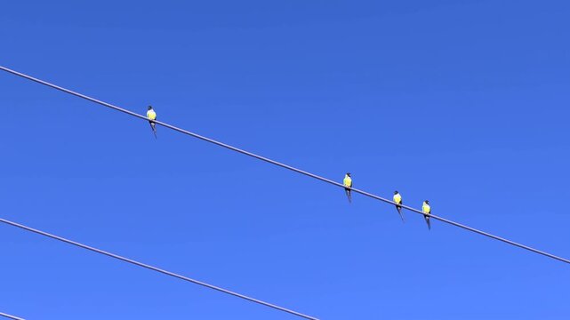 Four nanday parakeets (binomial name: Aratinga nenday), highly social parrots native to South America, perch on a power line in a nature preserve along the Great Florida Birding Trail in December
