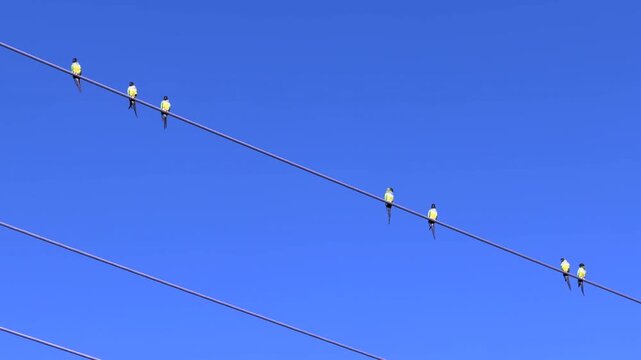 even nanday parakeets (binomial name: Aratinga nenday), highly social parrots native to South America, perch on a power line in a nature preserve along the Great Florida Birding Trail in December