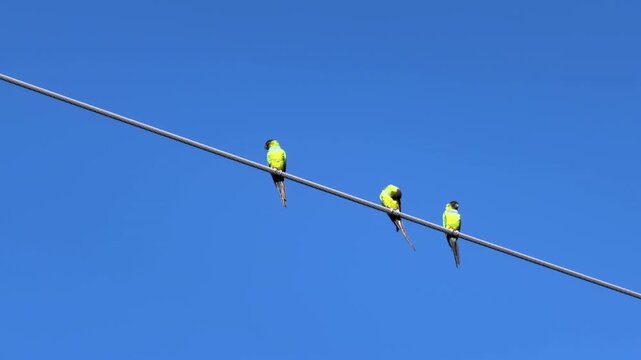 Three nanday parakeets (binomial name: Aratinga nenday), highly social parrots native to South America, perch on a power line in a nature preserve along the Great Florida Birding Trail in December
