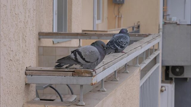 Two Pigeons Perched on an Urban Apartment Balcony