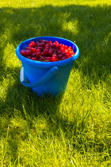 Bright bucket overflowing with fresh, ripe cherries set in a sunny grassy area. The scene evokes a cheerful, summery mood perfect for outdoor gatherings.