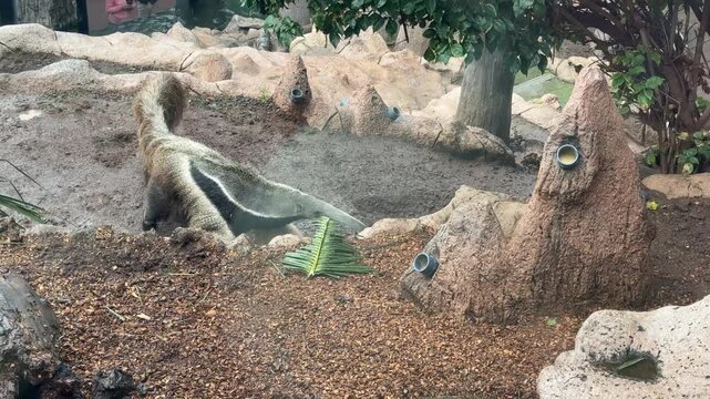 Giant anteater walking on rocky ground close up wildlife animal