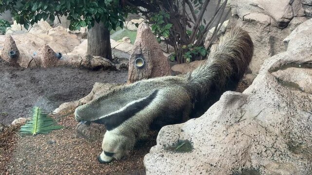 Giant anteater walking on rocky ground close up wildlife animal