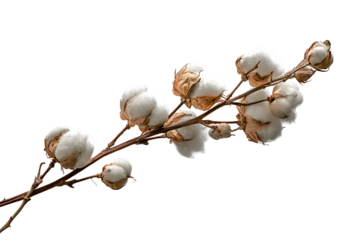 Cotton branch with fluffy white bolls on black background