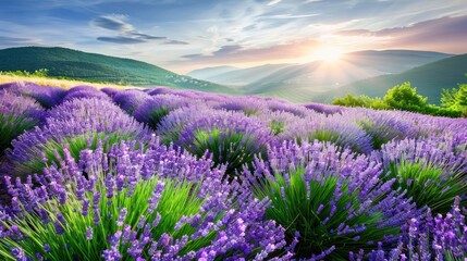 Obraz premium Lavender Field Blooming in Sunset with Mountain Background and Bright Sky