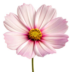 Obraz premium Tropical flower PNG concept. A delicate pink cosmos flower with prominent petals and a yellow center.