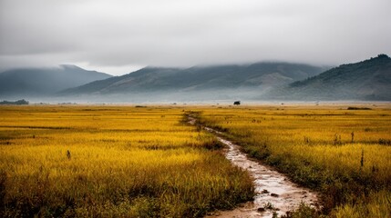 Obraz premium Golden rice fields under a cloudy sky with a winding path