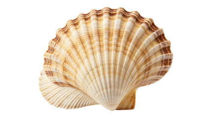 Scallop seashell with brown and white stripes on transparent background