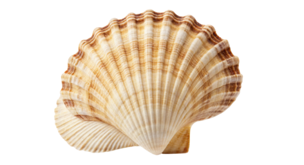 Scallop seashell with brown and white stripes on transparent background
