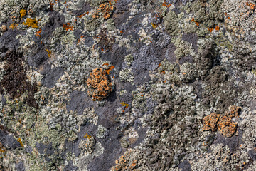 Close-up view captures diverse lichen types thriving on rugged rock surface. Natural textures create a rough, earthy atmosphere in outdoor setting.