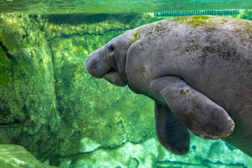 Side Profile of West Indian Manatee Swimming Underwater