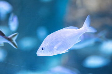 Silver Marine Fish Swimming in Blue Aquarium Water
