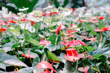 Stunning red and white Anthurium flowers in full bloom. High-quality tropical houseplants for...