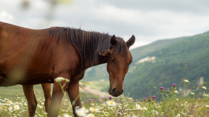 Obraz premium horse in the field