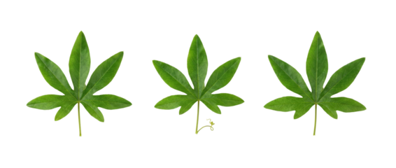 Three Green Passion Flower Leaves Isolated on White Background