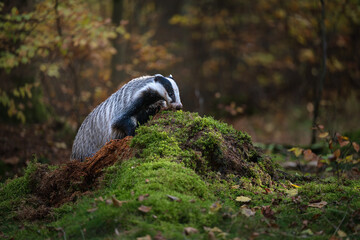 Badger in the forest, animal in nature habitat, Germany, Europe. Wild Badger, Meles meles, animal in wood. Mammal in environment, rainy day. © Rudolf