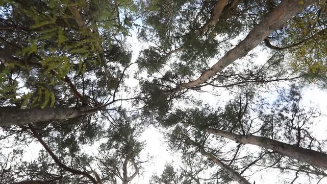 Beautiful walk through a sunny autumn forest. The camera moves along a path lined with tall pine trees while sunlight shines through the branches and colorful leaves.

