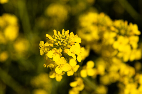 Close up of rapeseed flowers in spring field