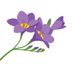 Freesia flowers purple blooms with green stem and buds elegant floral design branch