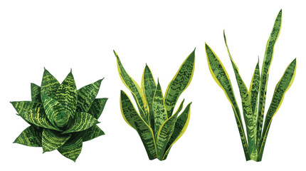 Snake plant varieties sansevieria trifasciata laurentii moonshine plant group