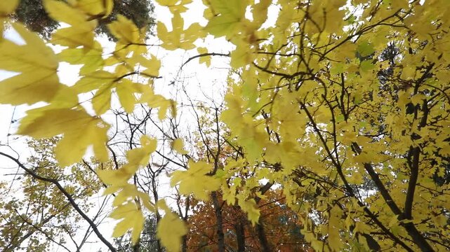 Beautiful walk through a sunny autumn forest. The camera moves along a path lined with tall pine trees while sunlight shines through the branches and colorful leaves.

