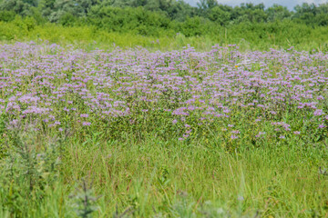 wildflowers at Pipestone National Monument