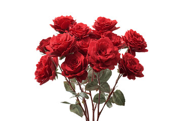 Vibrant red roses isolated on transparent background
