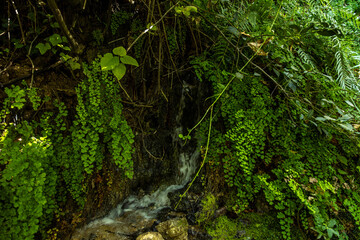 Obraz premium Small natural waterfall flowing through lush green ferns and mossy rocks. Tropical forest spring in Gizlikent Canyon. Fresh water stream in shady mountain gorge. September, Turkey.