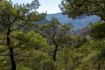Obraz premium cenic mountain view framed by green pine trees in Fethiye region. Lush coniferous forest on rocky slopes under clear sky near Oludeniz. September, Taurus Mountains, Turkey.