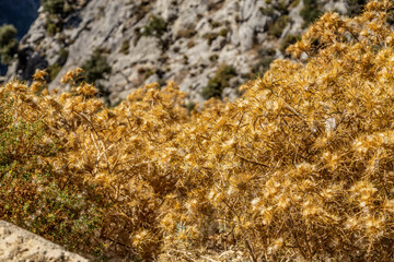 Dry golden Picnomon acarna thistles blooming on rocky mountain background. Prickly Mediterranean vegetation in sunny hills near Oludeniz. September, Fethiye region, Turkey.