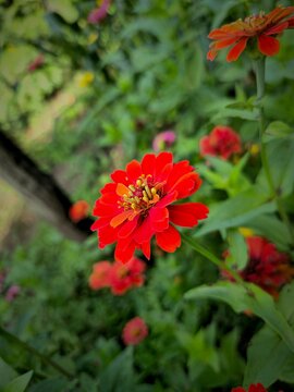 Flores vermelhas na natureza