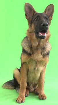 funny German Shepherd on green screen