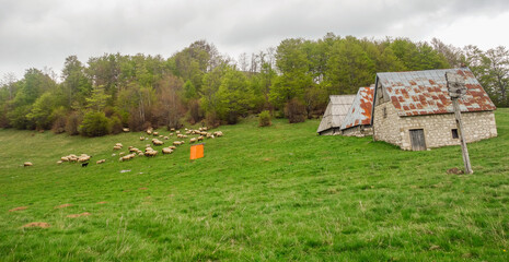 stone cottages and sheep farming in Zabljak countryside, Montenegro