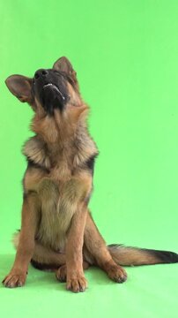 funny German Shepherd on green screen