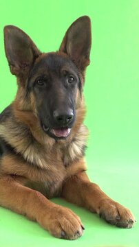 funny German Shepherd on green screen