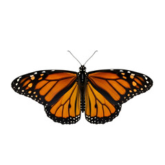 Obraz premium Vibrant monarch butterfly, wings open, sharply focused, studio-lit with rim light, crisp details. Isolated on transparent background. Ideal for nature, education, spring, transformation designs.