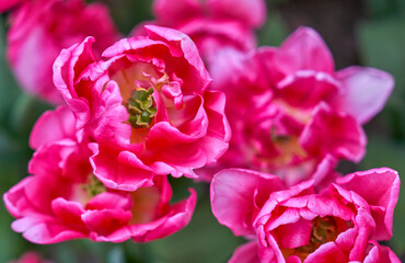 Dream Touch sort of tulips in spring blossom 