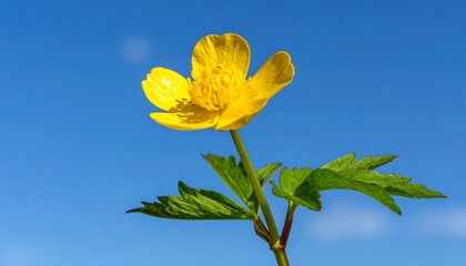 A vibrant yellow buttercup flower blooms against a clear blue sky.