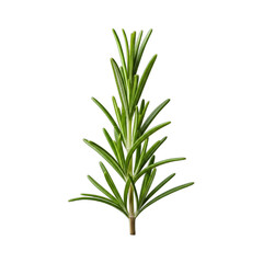 Fresh rosemary sprig, artfully arranged with sharp focus on textured green leaves and woody stem. Isolated on transparent background, ideal for clean cutouts, culinary branding, food photography,