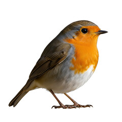 Robin redbreast, isolated on transparent background, with vivid orange-red breast, sharp detail, and natural light. Perfect for Christmas, winter themes, greeting cards, educational materials,