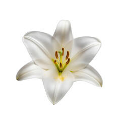 Obraz premium Elegant white lily in full bloom, pristine, pure, perfectly isolated on transparent background. Ideal for weddings, funerals, Mother's Day, spa, beauty, luxury branding,