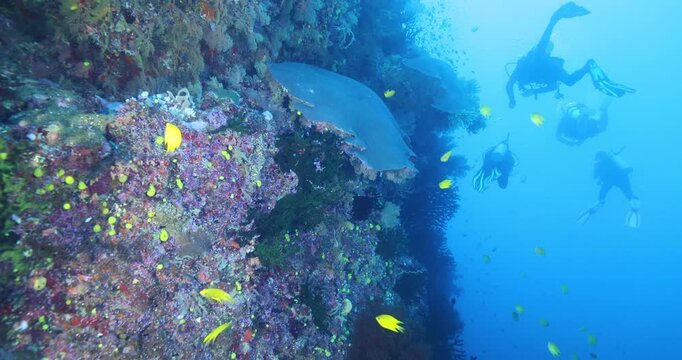 Hard and soft corals and numerous colorful fish living around it. Silhouettes of divers in the blue. Practicing underwater sports. Diving underwater. Photo from a summer vacation.