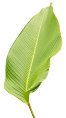 Obraz premium This large green leaf has a smooth texture and distinct veins. It is cut out cleanly with no background, making it suitable for use in design projects or as a nature element