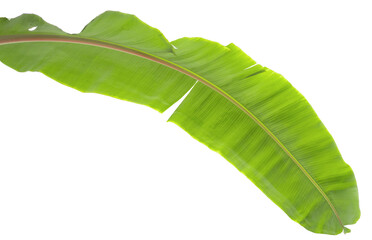 Obraz premium A green banana leaf is placed on a transparent background, ready for use in various design projects. It showcases the leaf's texture and shape without distractions
